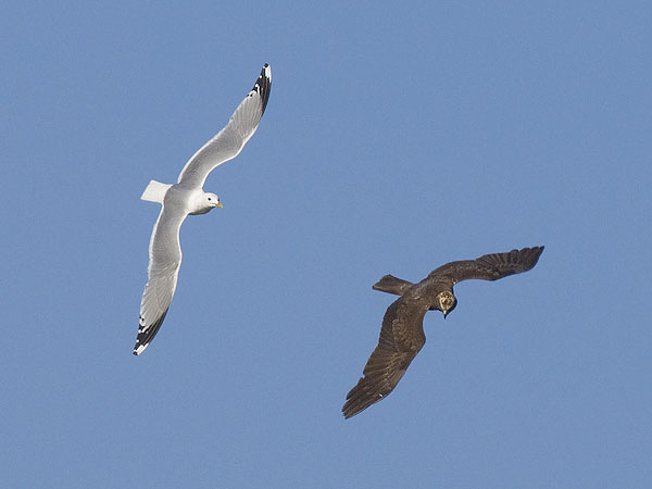Harmaalokki, European Herring Gull, Larus argentatus